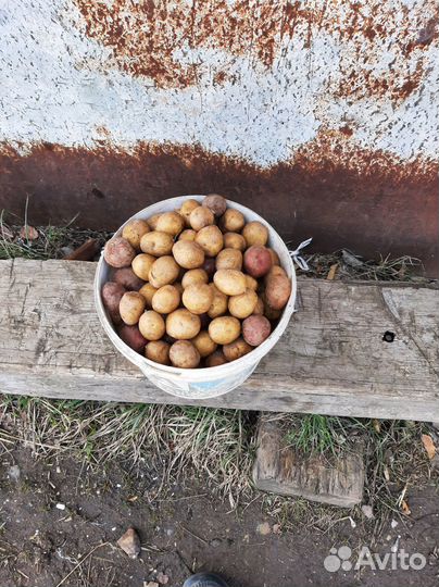 Продам картофель домашний
