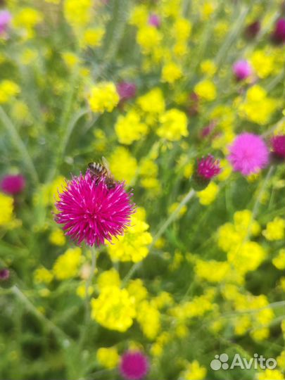 Мёд Расторопша+ Акация