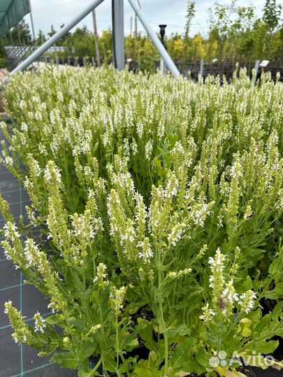 Многолетние цветы для сада