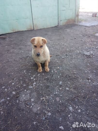 Отдам бесплатно в добрые руки мальчик