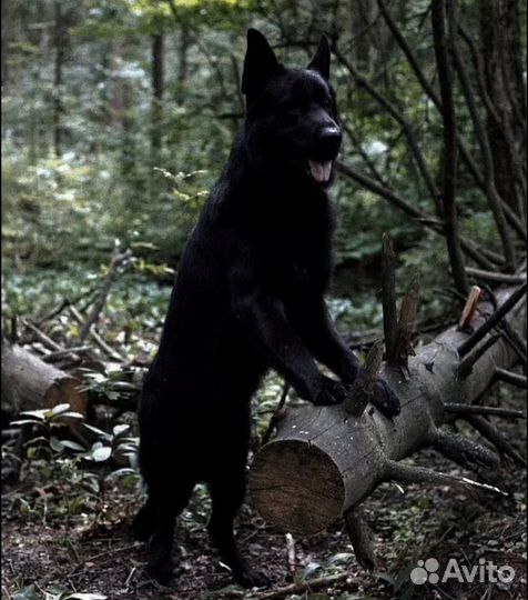 Щенки немецкой овчарки