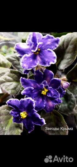 Листики с корнями