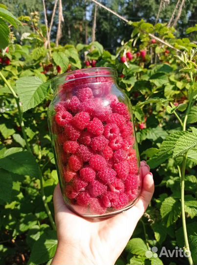 Свежая малина со своей дачи