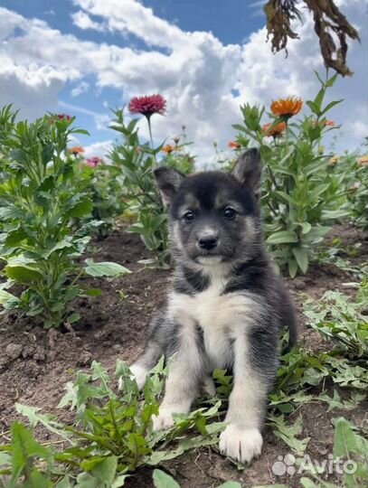 Щенок метис