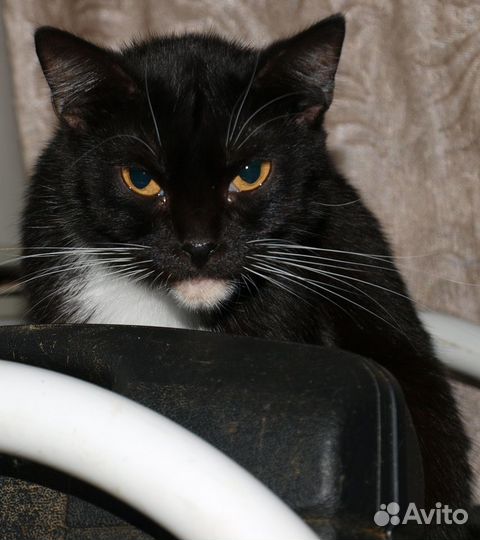 Черно-белая кошка Маляша, стерильна, спасите ее