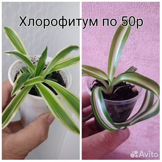 Комнатные цветы разные