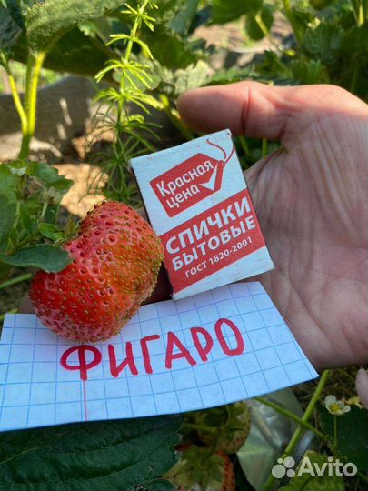 Рассада клубники