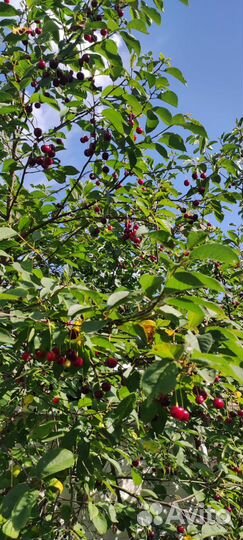 Продам ягоды вишни