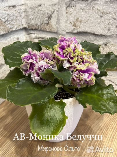 Детки сортовых фиалок