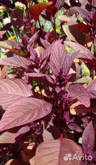 Амарант. Семена