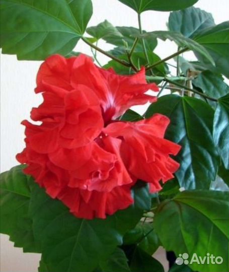 Гибискус китайская роза