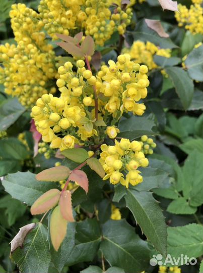 Падуболистный кустарник (магония)