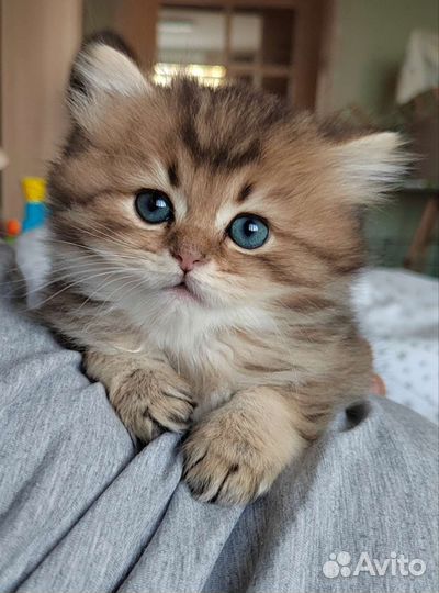Британские котята