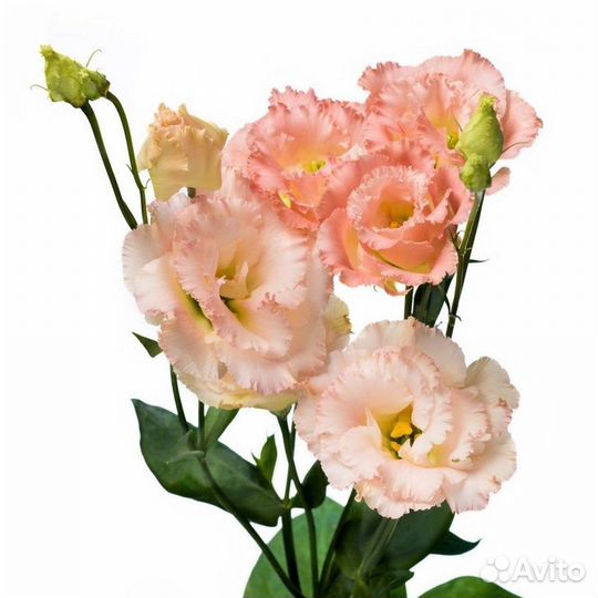 Эустома крупноцветковая - живой букет