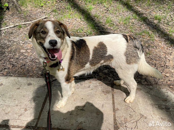 Улыбчивый Дэнни в добрые руки