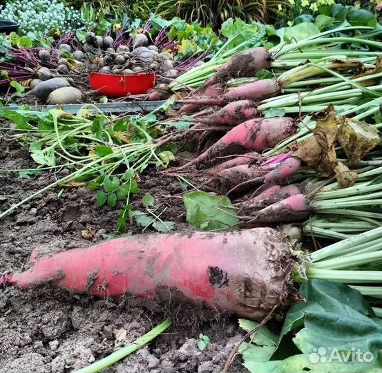 Сладкая кормовая свекла для животных