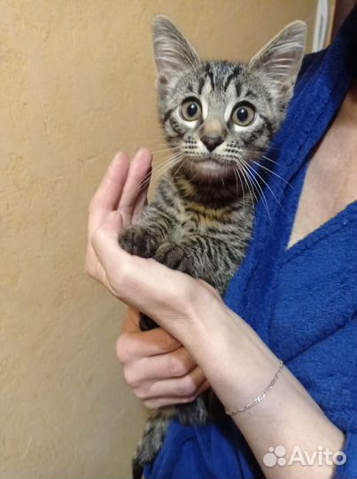 Котёнок Люсси ищет дом