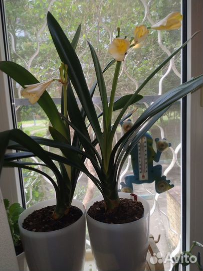 Кливия цитрина жёлтая