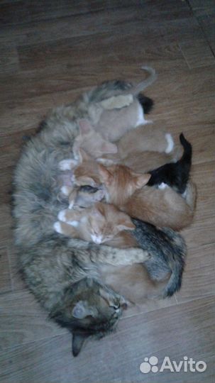 Домашние животные котята рыжии