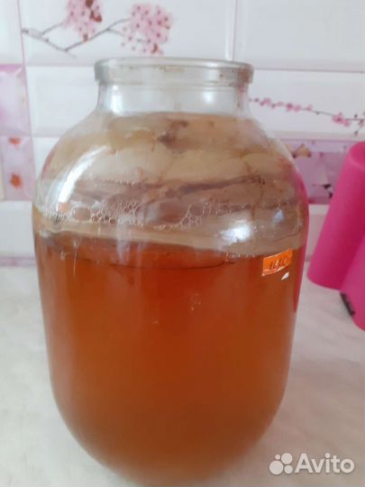 Чайный гриб комбуча