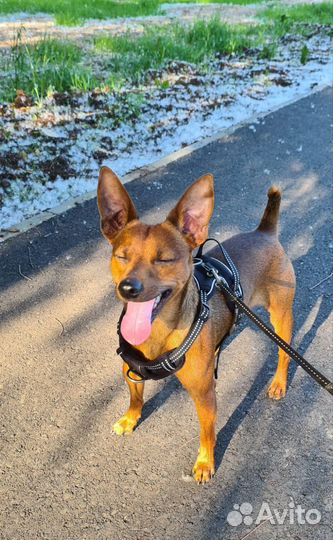 Кобель цвергпинчер вязка