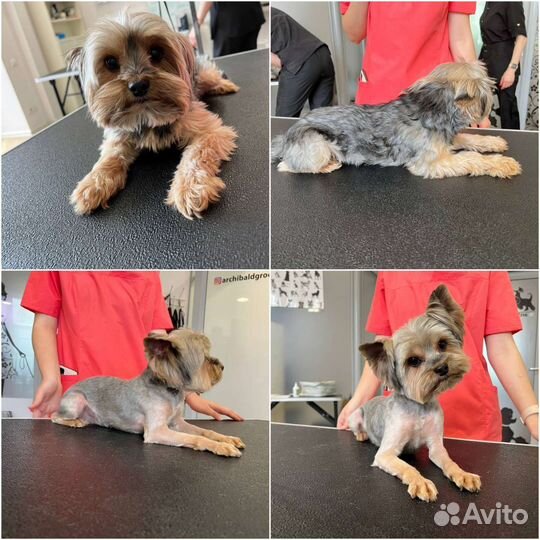 Начинающий грумер