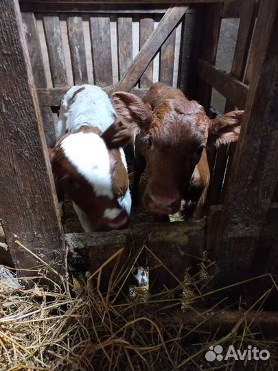 Телочки айширской породы