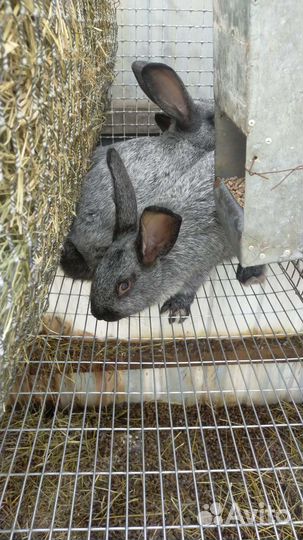 Кролики чистых кровей