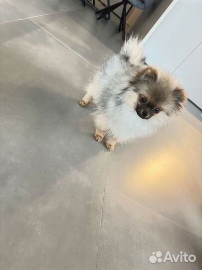 Померанский шпиц