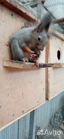 Вольерные алтайские белки