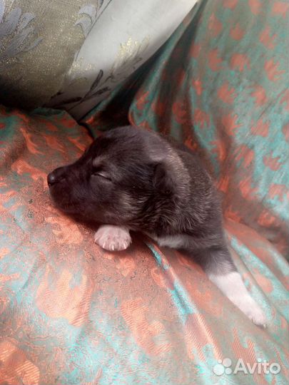 Щенок в добрые руки