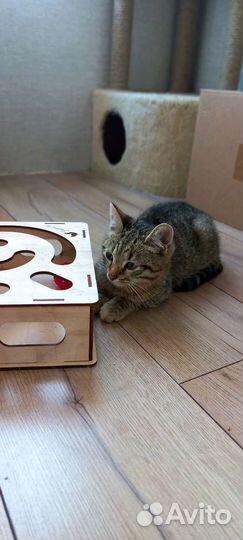 Кот, котёнок Тигруля