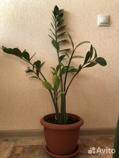 Замиокулькас