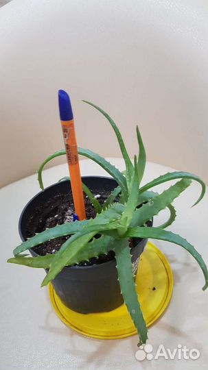 Отростки комнатных цветов