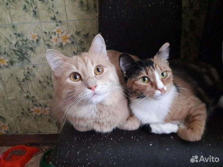 Кошки в добрые руки бесплатно