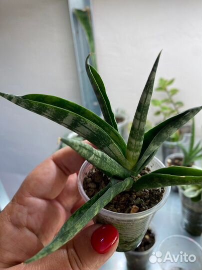 Сансевиерии разные