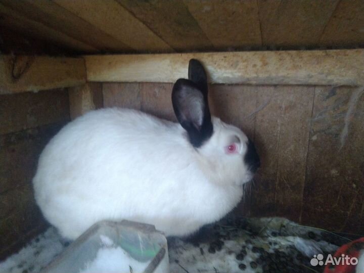 Калифорнийские кролики