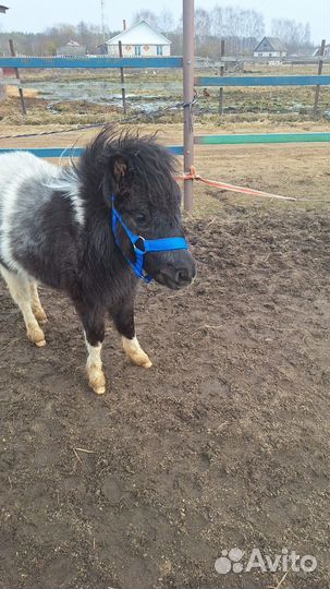 Мини лошадка