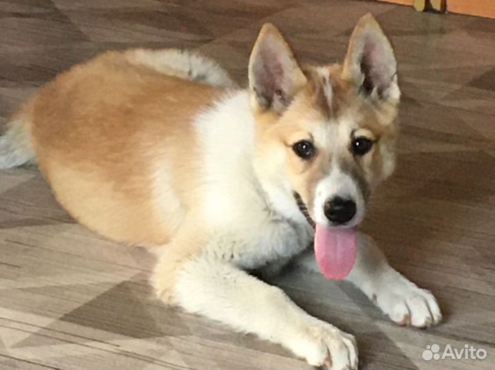 Собака дворняжка