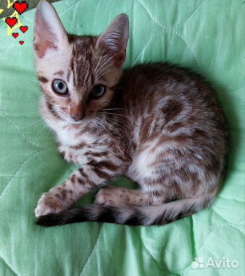 Бенгальский котенок мальчик