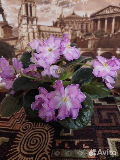 Цветущие фиалки