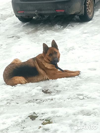Щенки Немецкой овчарки