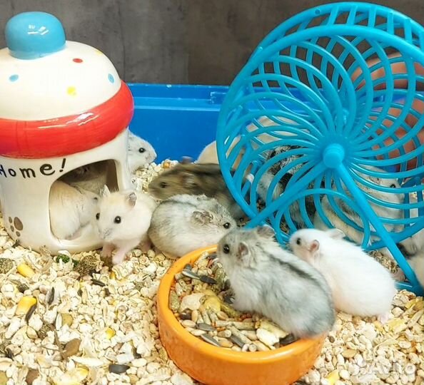 Джунгарские хомячки малыши