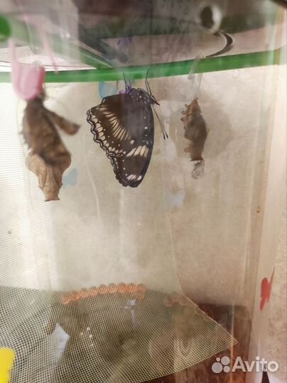 Ферма бабочек