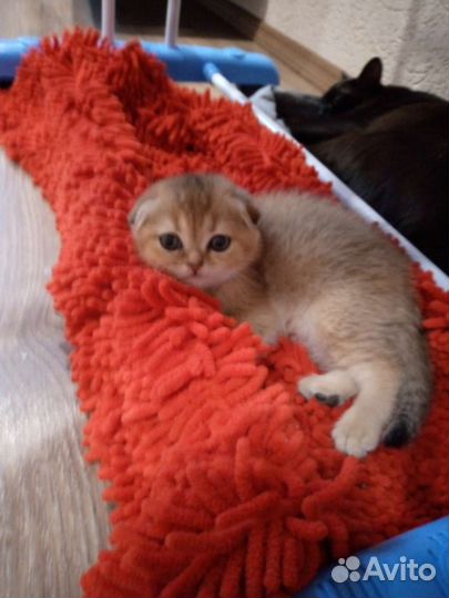 Вислоушки котята