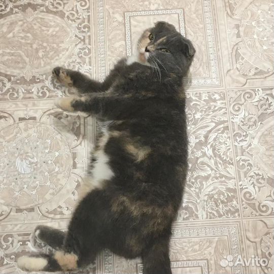 Кошечка вислоушка в добрые руки