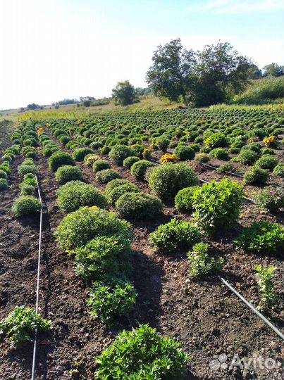 Хризантема шаровидная