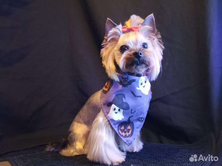 Стрижка, груминг, тримминг собак и кошек в спб