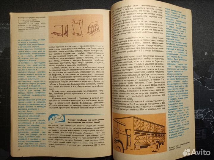 Домашние голуби 