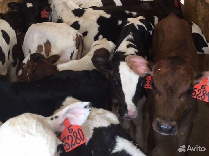 Бычки телята